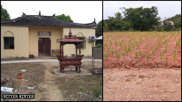 Los funcionarios ordenaron plantar maíz en el terreno que ocupaba el templo demolido.